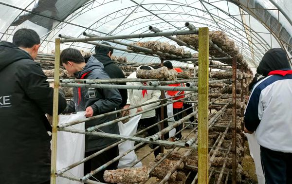 房县沙河乡企校联合开展食用菌种植实践活动