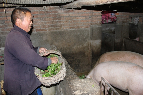 产业扶贫   畜牧先行