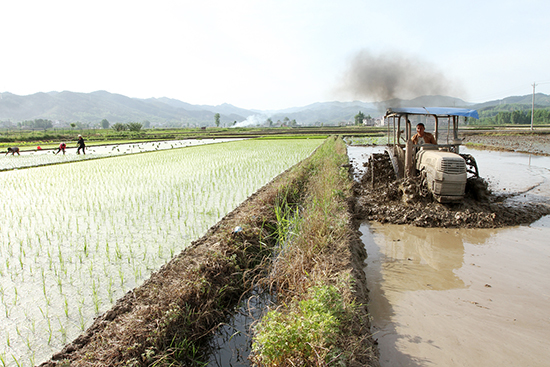 房县互助小组帮忙缺劳力户耙田插秧