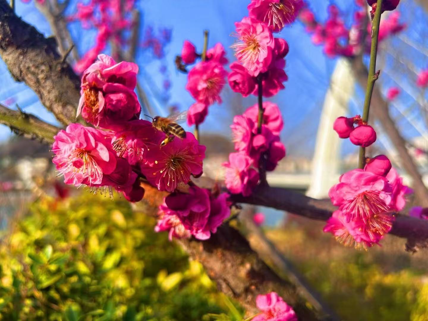 房县：万物随春醒 “梅”好皆可期
