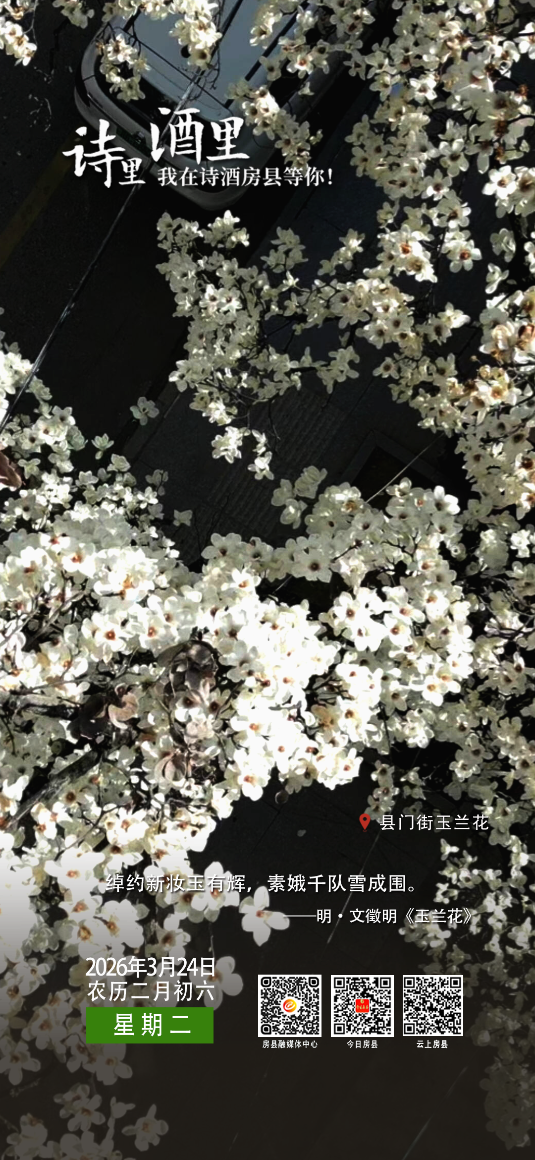 【诗里 酒里 我在诗酒房县等你】县门街玉兰花