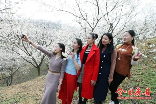 赏樱正当时