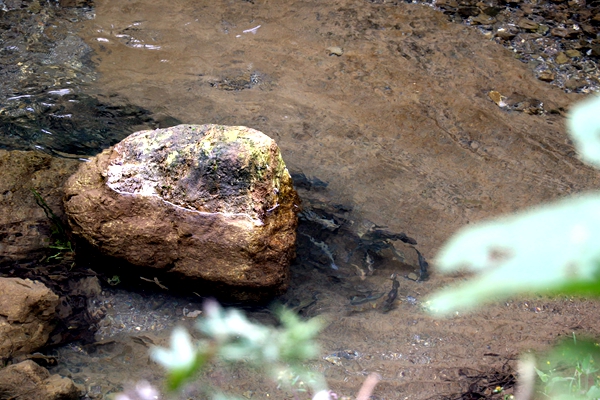 生态放养让钱鱼“回家安家”