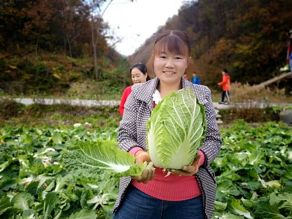 深秋！房县这个“高山村”不简单，反季蔬菜“吃得香”...