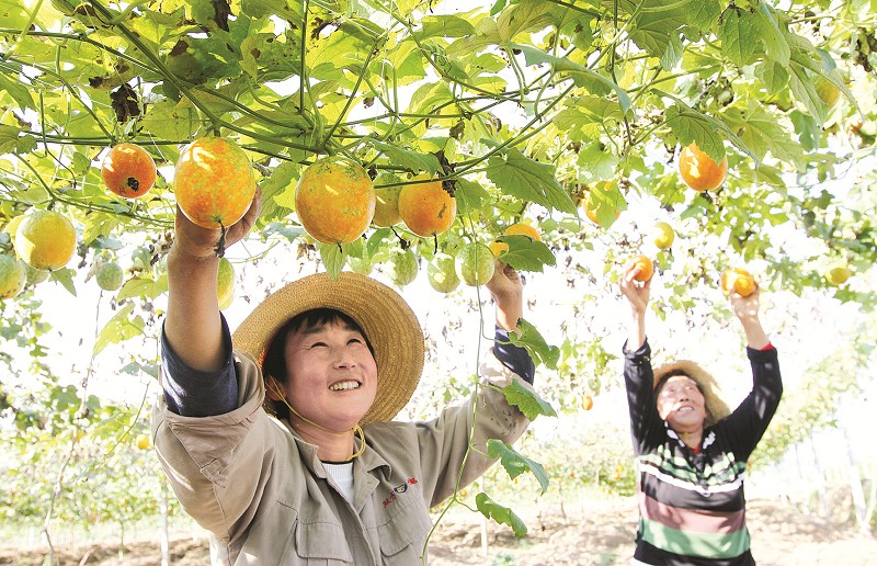 小吊瓜结出致富大果实