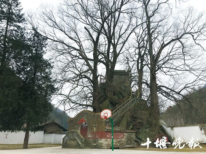 稀奇!石头缝里长出12棵古树