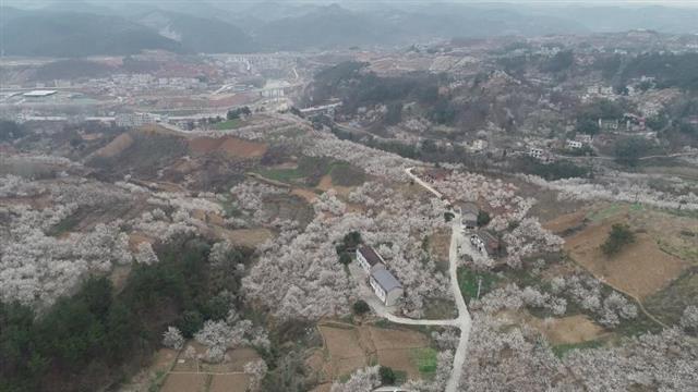 房县八里村：“一棵树”衍生一条产业链