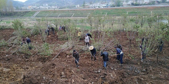 房县建成首个樱花主题街头游园