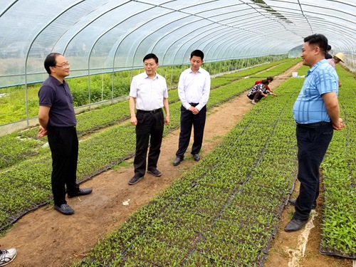 张歌莺来房调研精准扶贫工作