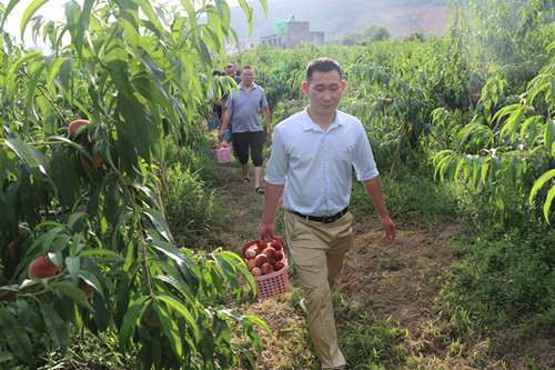 家庭农场桃红迎客来