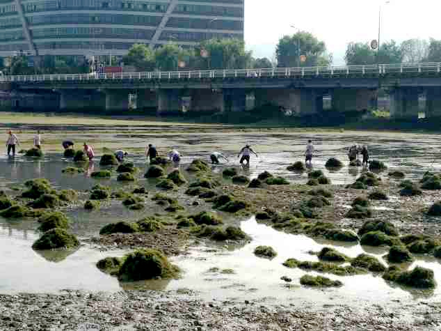 房县市政园林局冒酷暑战“水草”保碧水
