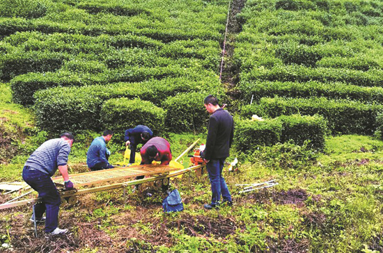 窑淮镇机械化运输助茶农增收