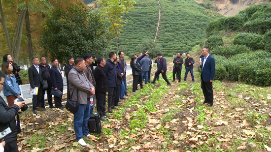 全县茶叶基地建设及管护现场会召开