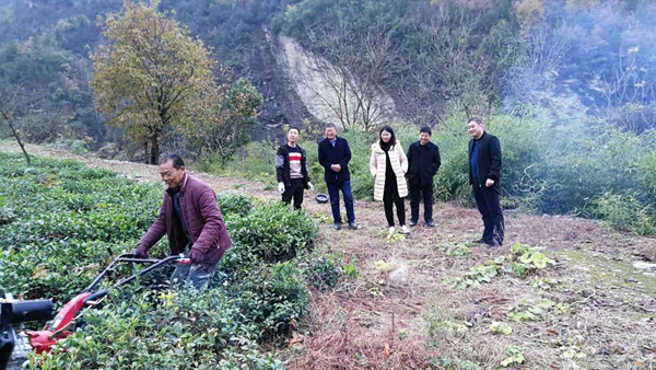 房县姚坪乡三措并举兴茶业强乡富民奔富路