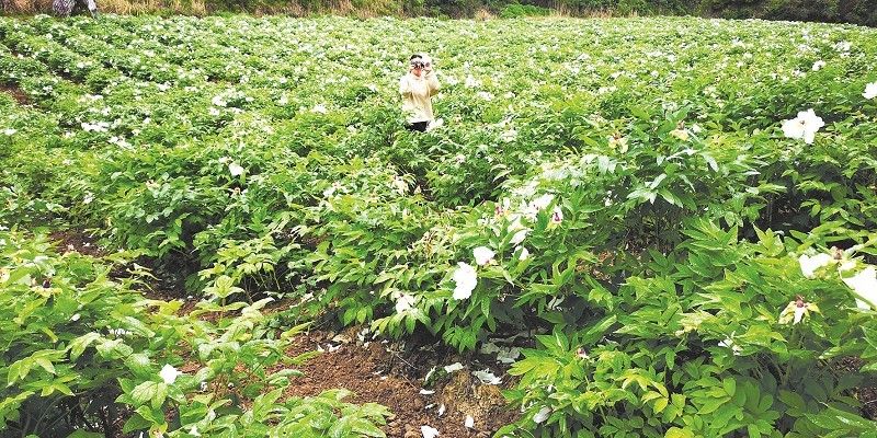 大木厂镇：牡丹花开迎客来