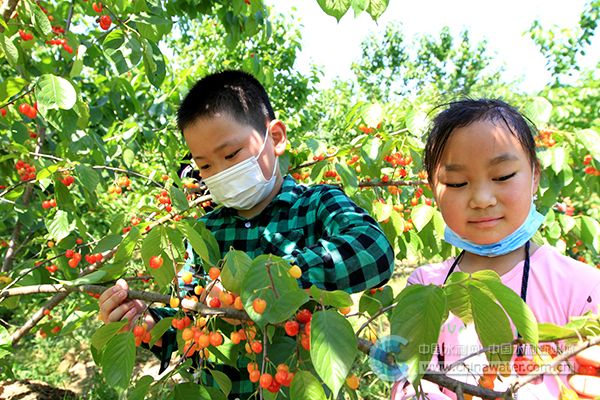 房县：小流域荒山长出“致富果”
