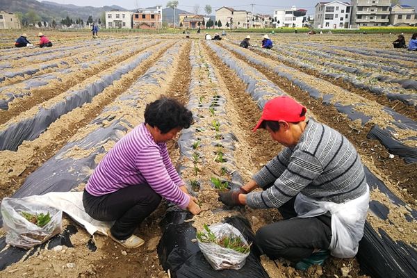 军店镇向家湾村全力打造白芨产业示范村