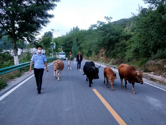 民警客串“放牛娃”为5头黄牛寻主人
