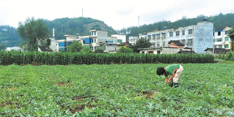 刘运华：西瓜“发家”比蜜甜