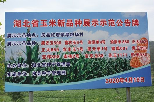 房县开展玉米新品种展示试验示范