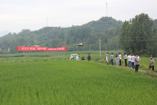 房县扎实做好水稻和玉米病虫害防控工作