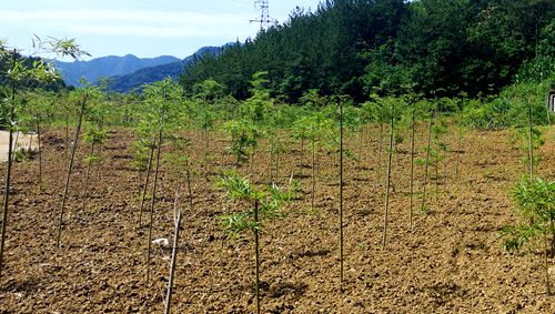 我县组织离退休老干部开展“我看脱贫攻坚新成就”调研活动