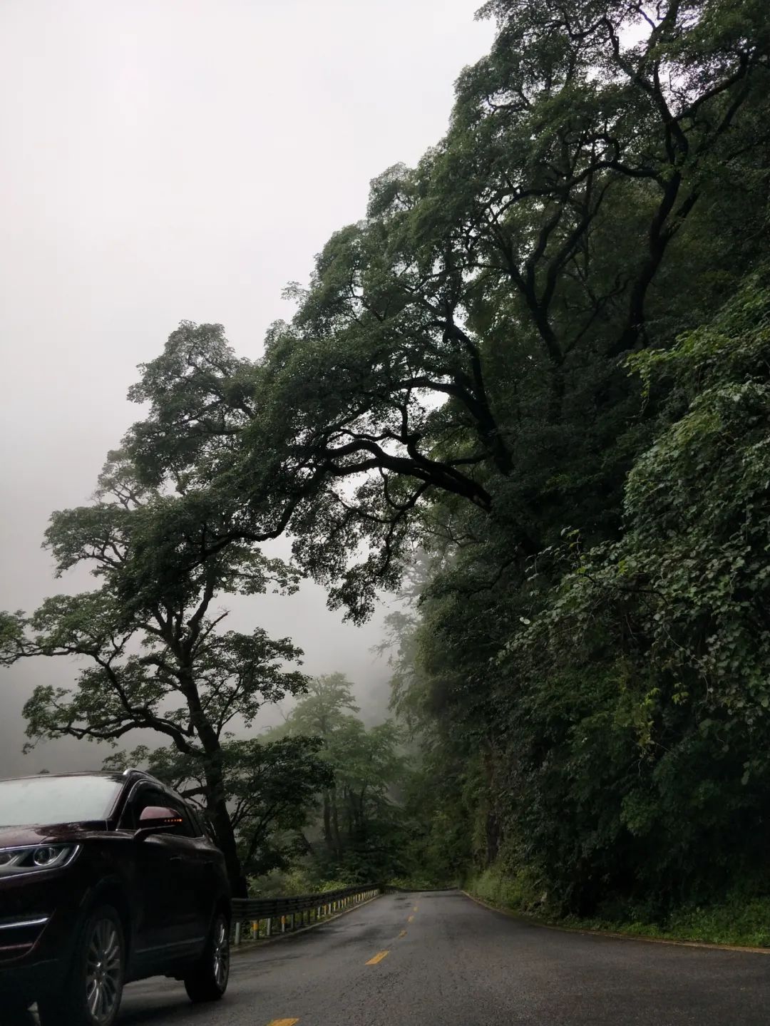 来神农架，当一回“野人”