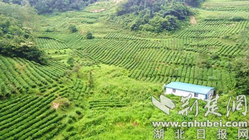房县窑淮镇2.8万余亩茶园助农户脱贫