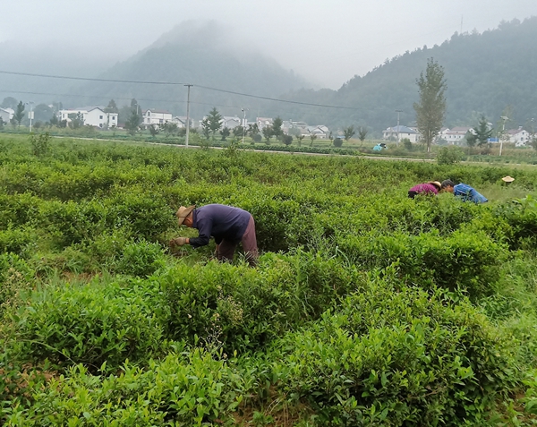 房县“司南茶叶合作社”助力百姓增收