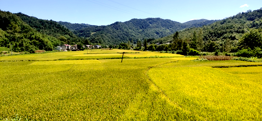 房县收秋种渐入高潮  10万亩水稻、18万亩玉米陆续开镰