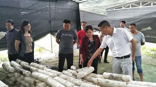 县政协调研视察脱贫攻坚与乡村振兴工作