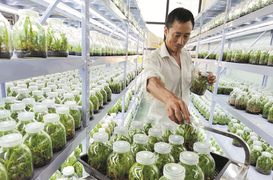 药材产业助民致富