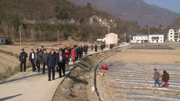 我县全面推进今冬明春中药材产业链建设
