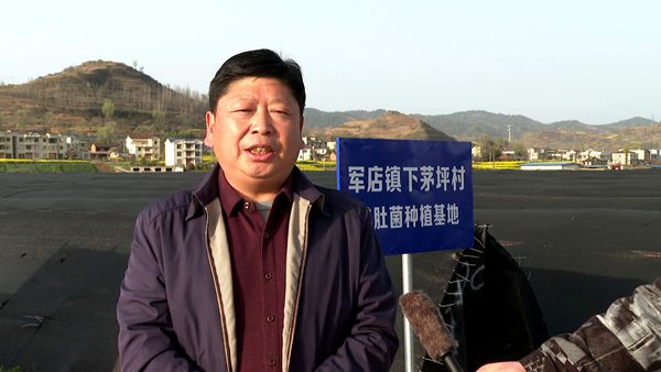 军店镇下茅坪村：小小羊肚菌 种出好“钱景”