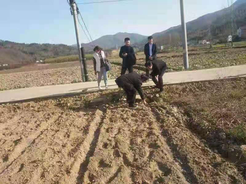 我县启动烟叶面积核查工作