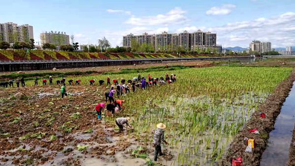县住建局：栽植菖蒲  绿化家园
