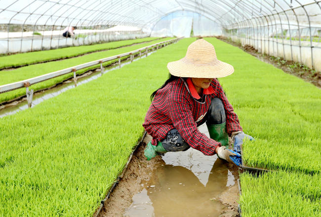 房县：工厂化育秧节约种粮“成本”