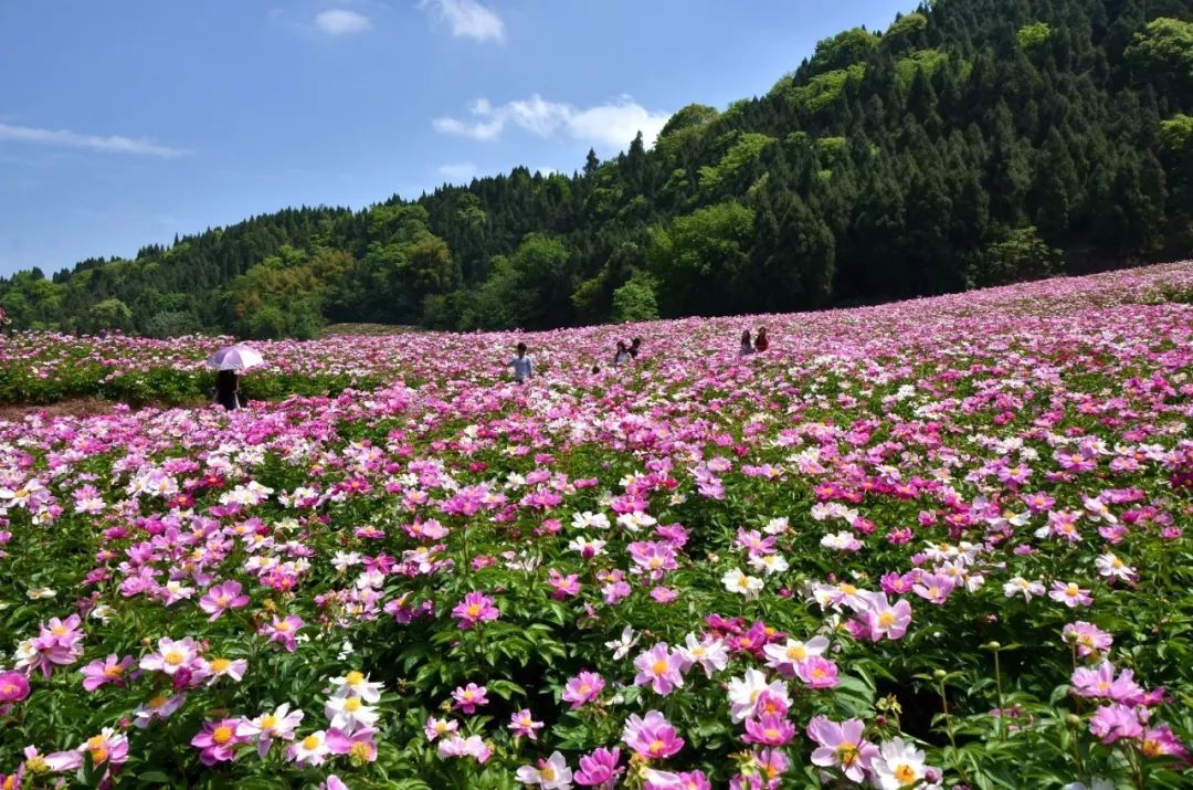 从致富能人到村支书 始终走产业发展之路