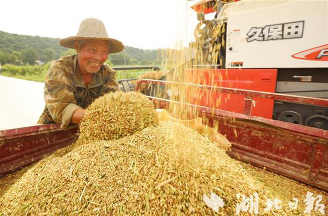 房县小麦油料喜获丰收