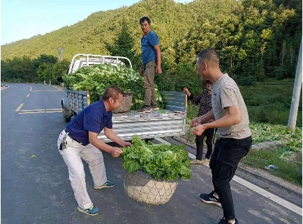 野人谷镇三座庵村：高山蔬菜效益好 乡村振兴产业旺