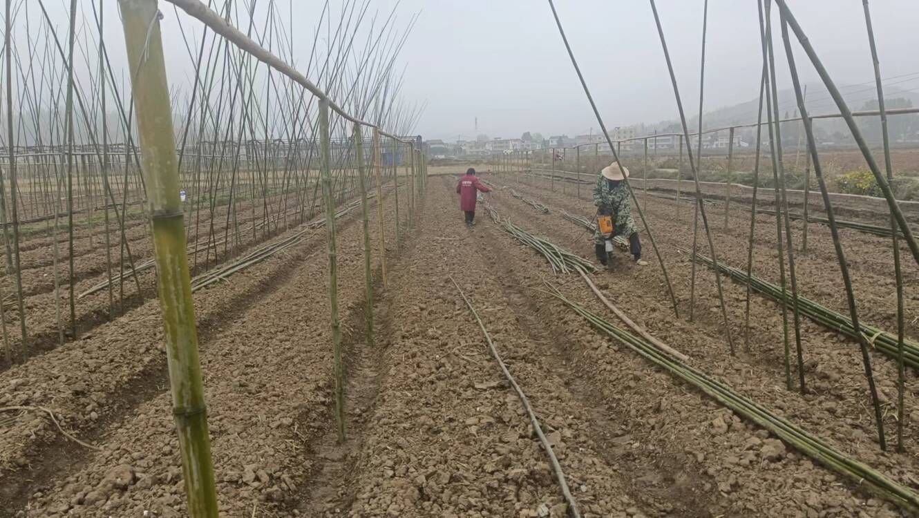 房县羊肚菌基地建设正稳步推进