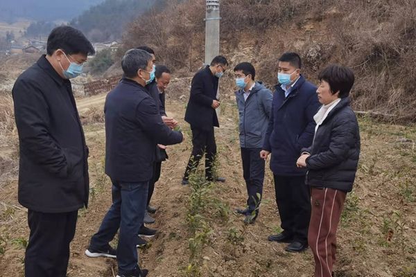 马兰起调研全县茶叶产业