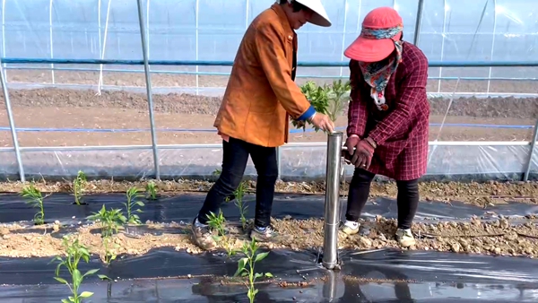 房州味道：大棚蔬菜种植忙