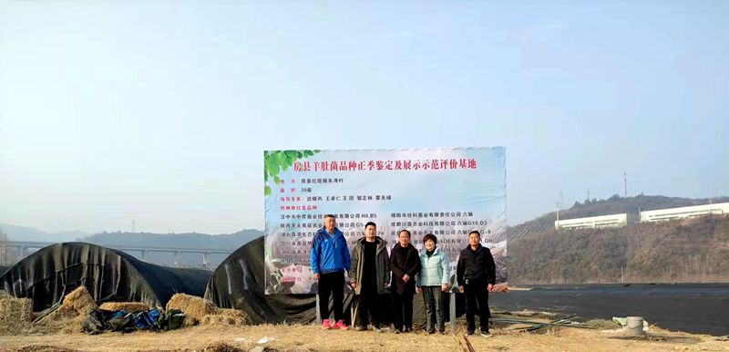 房县加快羊肚菌品种鉴定及展示示范基地建设
