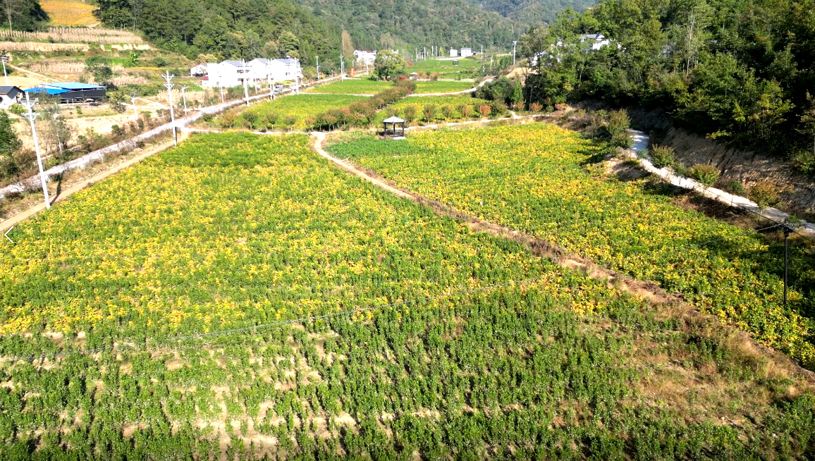 门古寺镇项家河村：茶旅融合 奏响乡村振兴和美韵律