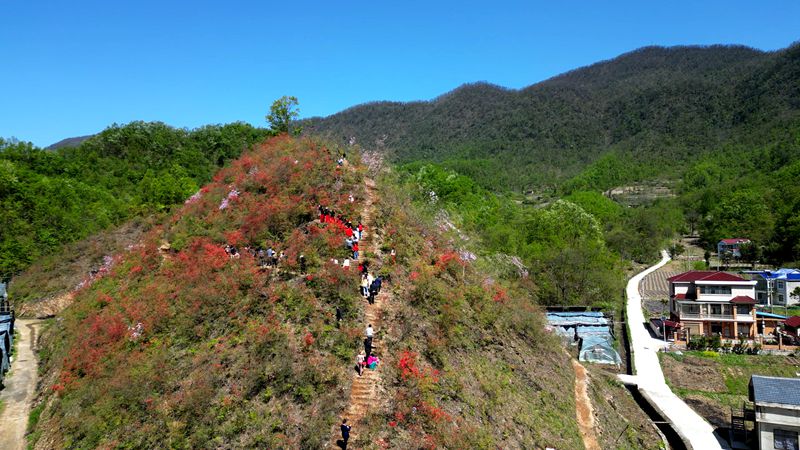 千家坪第二届杜鹃节暨抖音大赛正式启动