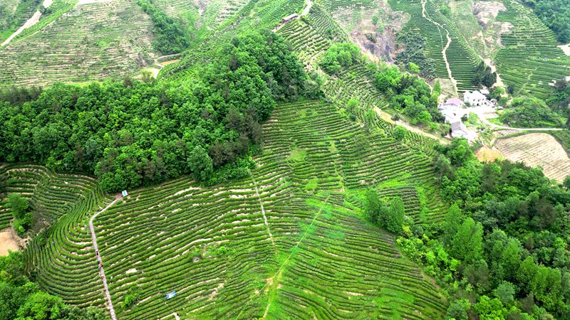 窑淮镇：以茶为媒助力茶旅融合