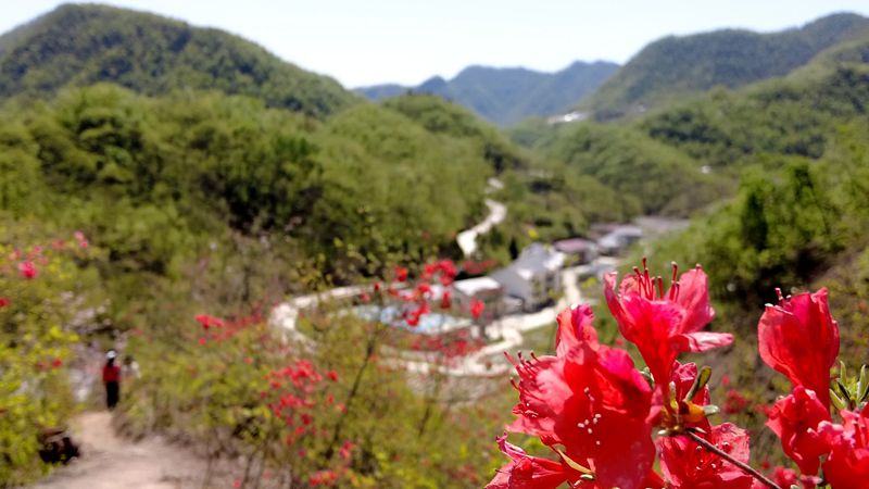 野人谷镇千家坪村：杜鹃花开出“花经济”