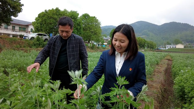 尹吉甫镇双湾村：发展艾草产业 促进村民增收