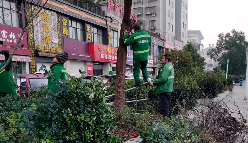 县住建局：冬补新绿忙  城市换新装